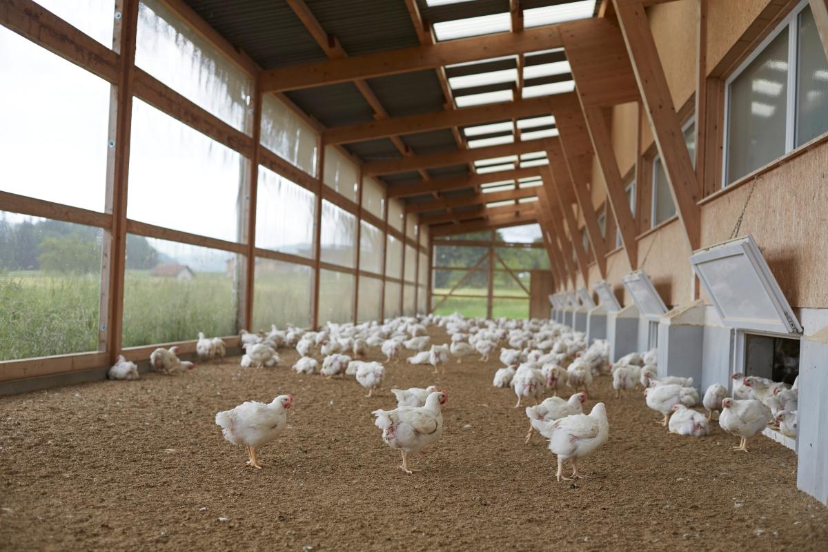 18‘000 Hühner im gleichen Stall sind bei uns maximal erlaubt. (Bild Proviande)